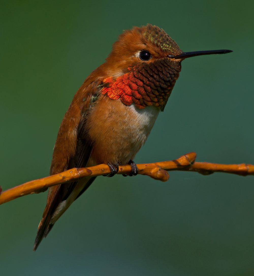 Our Guardian Rufous Hummingbird – Honorable Mention, by Jeffrey Seldomridge