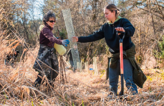 two women digging up invasive plants