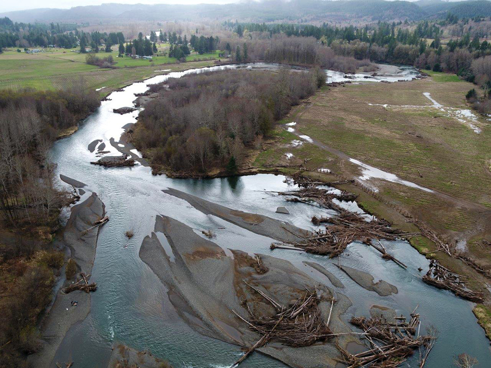 Aerial photo taken from a drone showing the East Fork Satsop River Early Action Reach restoration project site. Photo shows large wood accumulating in areas where engineered wood structures were installed. 