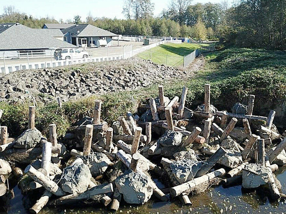 Log jacks that now protect the Montesano wastewater treatment plant from erosion along the bank of the Wynoochee River